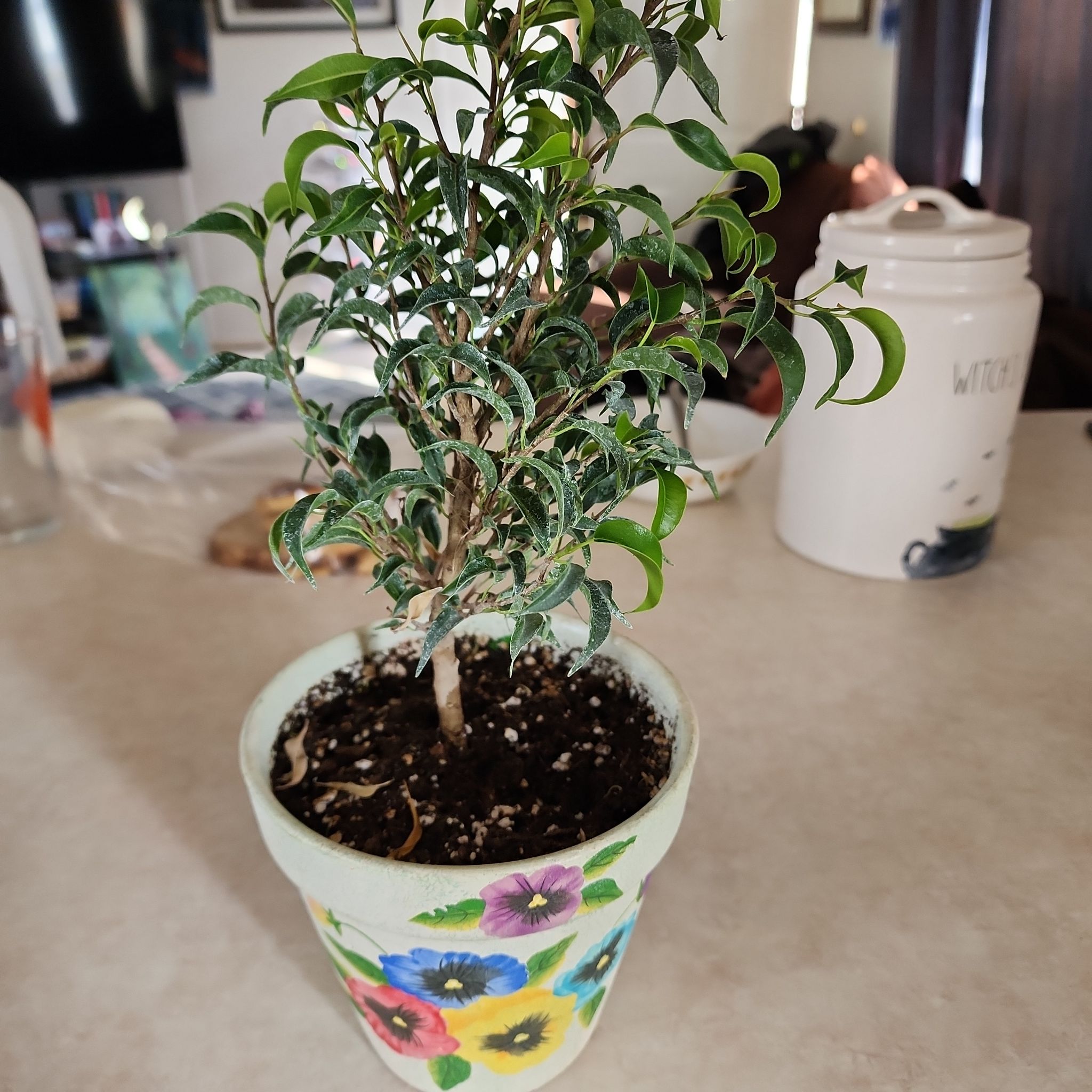 Photo of the plant species Dwarf Weeping Fig by @SoaringUngnadia named Hemingway on Greg, the plant care app