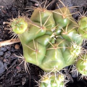 Photo of the plant species Echinocereus cinerascens by Tamara named Michelle Branch on Greg, the plant care app