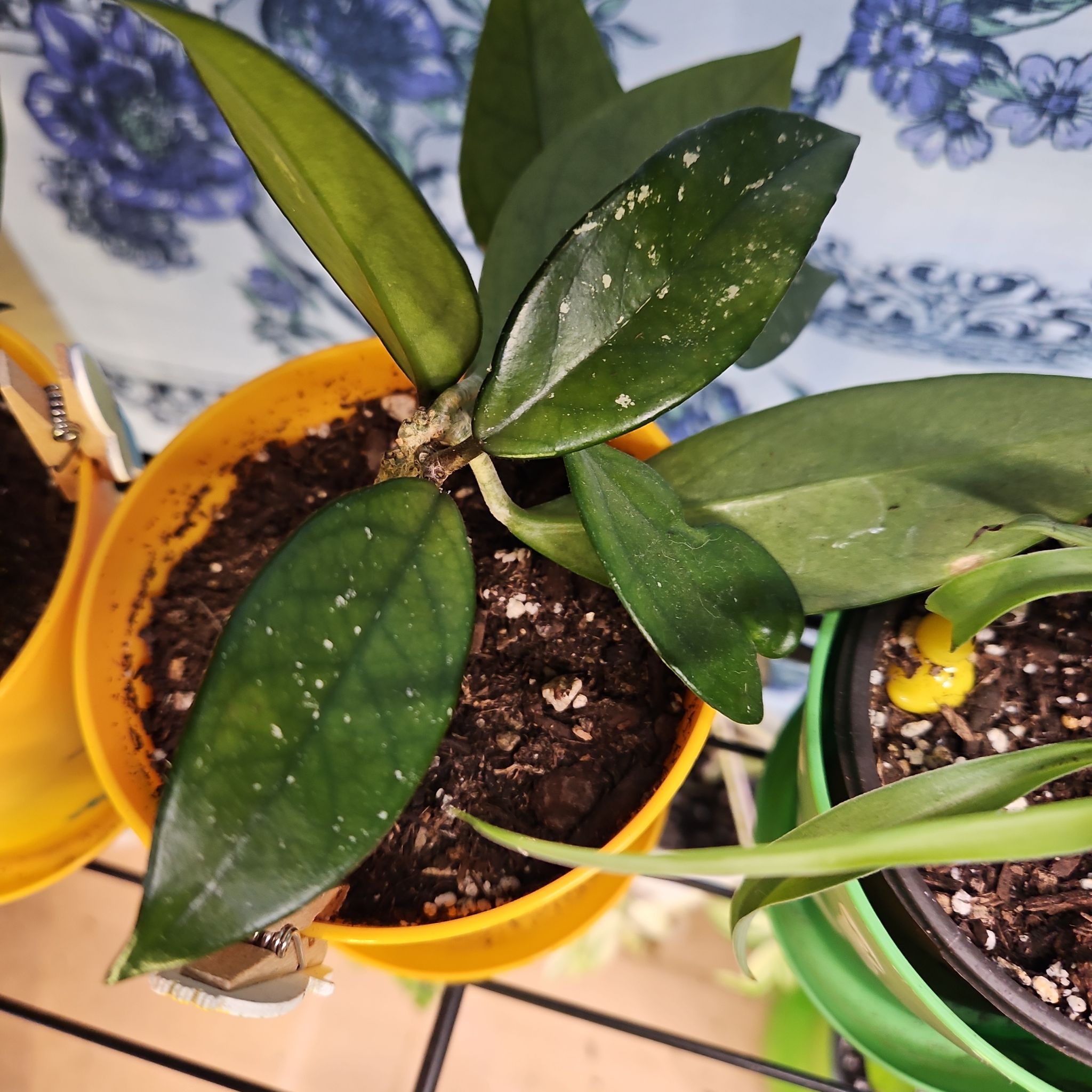Photo of the plant species Hoya 'Publicalyx Splash' by @XtalMayhem named Wax on, wax off on Greg, the plant care app