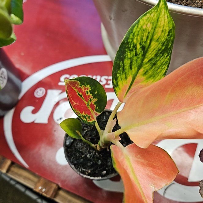 Photo of the plant species Red King by @XtalMayhem named King of hearts on Greg, the plant care app