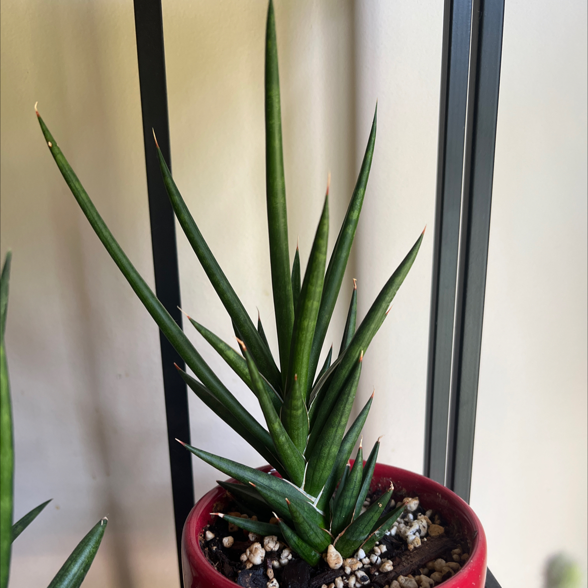 Photo of the plant species Dracaena suffruticosa by @BestRutabaga named Bieber on Greg, the plant care app