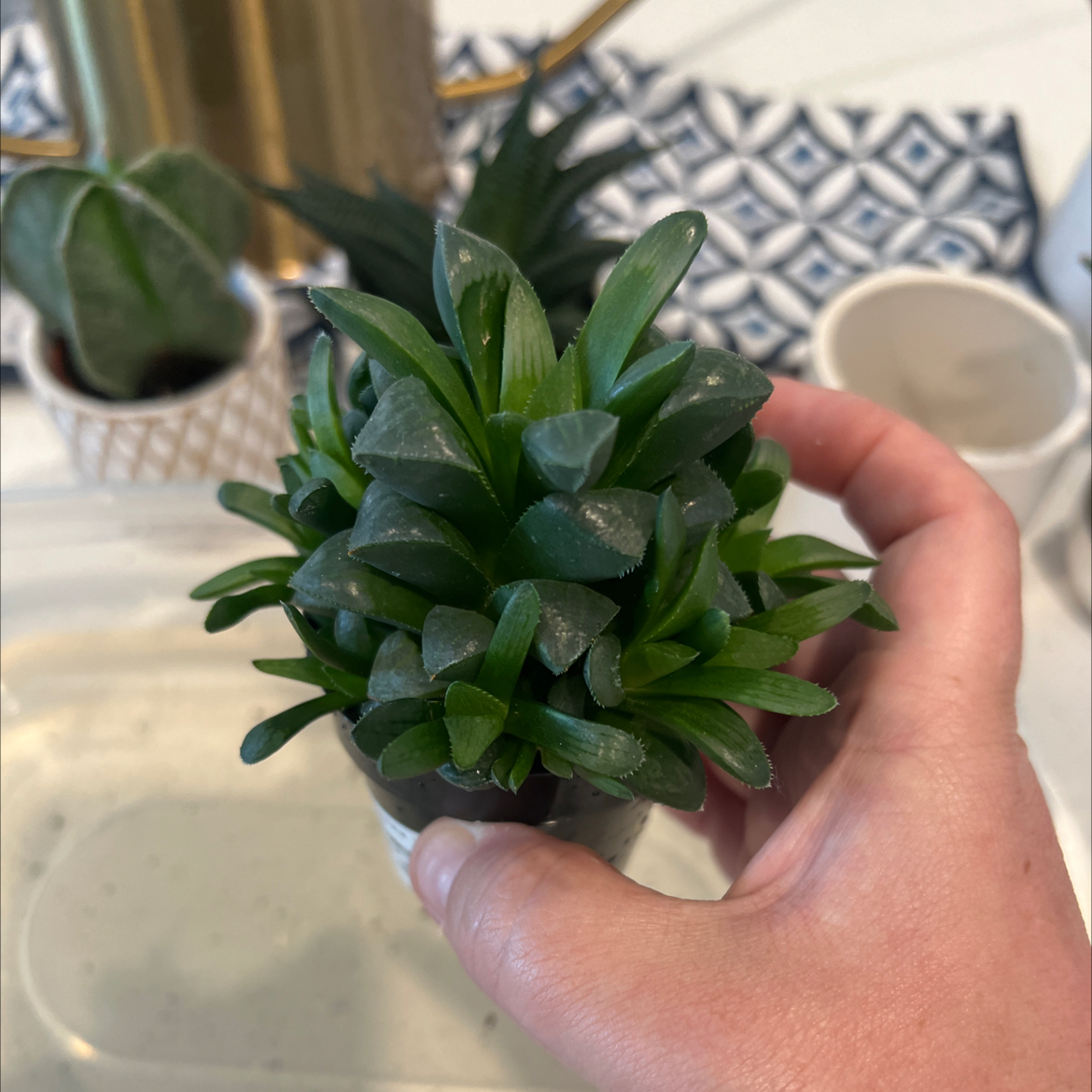 Photo of the plant species Haworthia emelyae by @BestRutabaga named Tupot amaroot on Greg, the plant care app