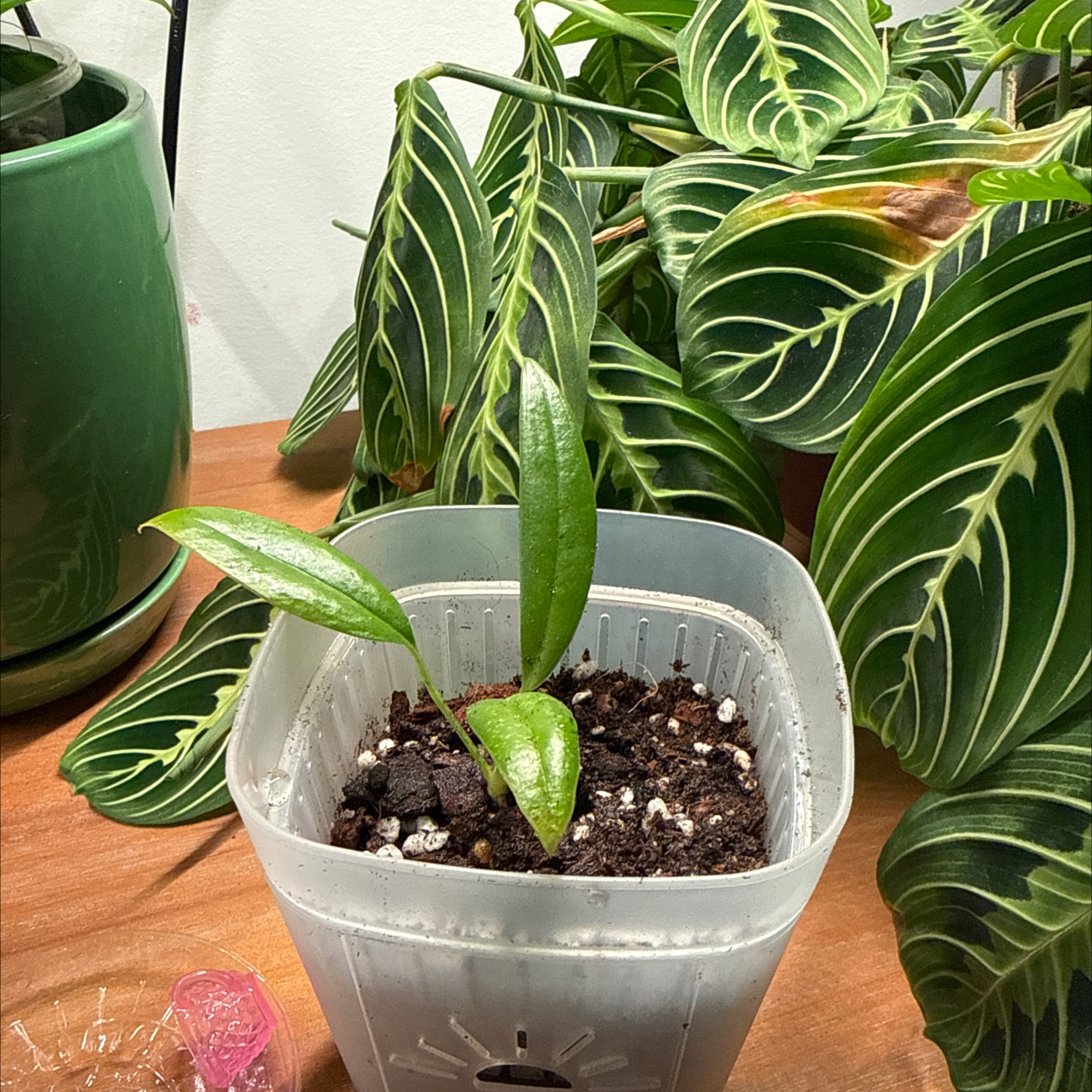 Photo of the plant species Anthurium bakeri by @BestRutabaga named Huckleberry Fern on Greg, the plant care app