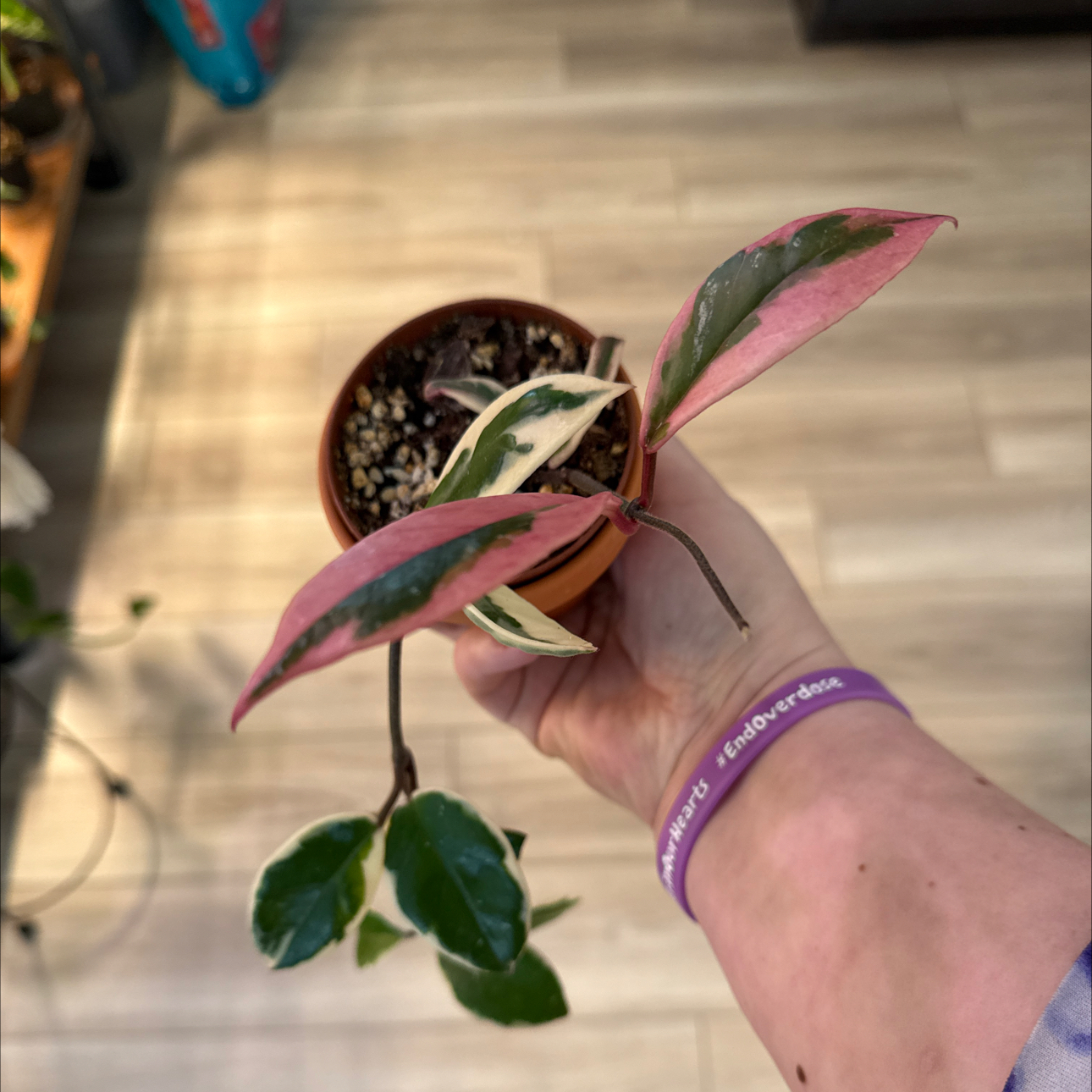 Photo of the plant species Wax Plant by @BestRutabaga named Peter Parker on Greg, the plant care app