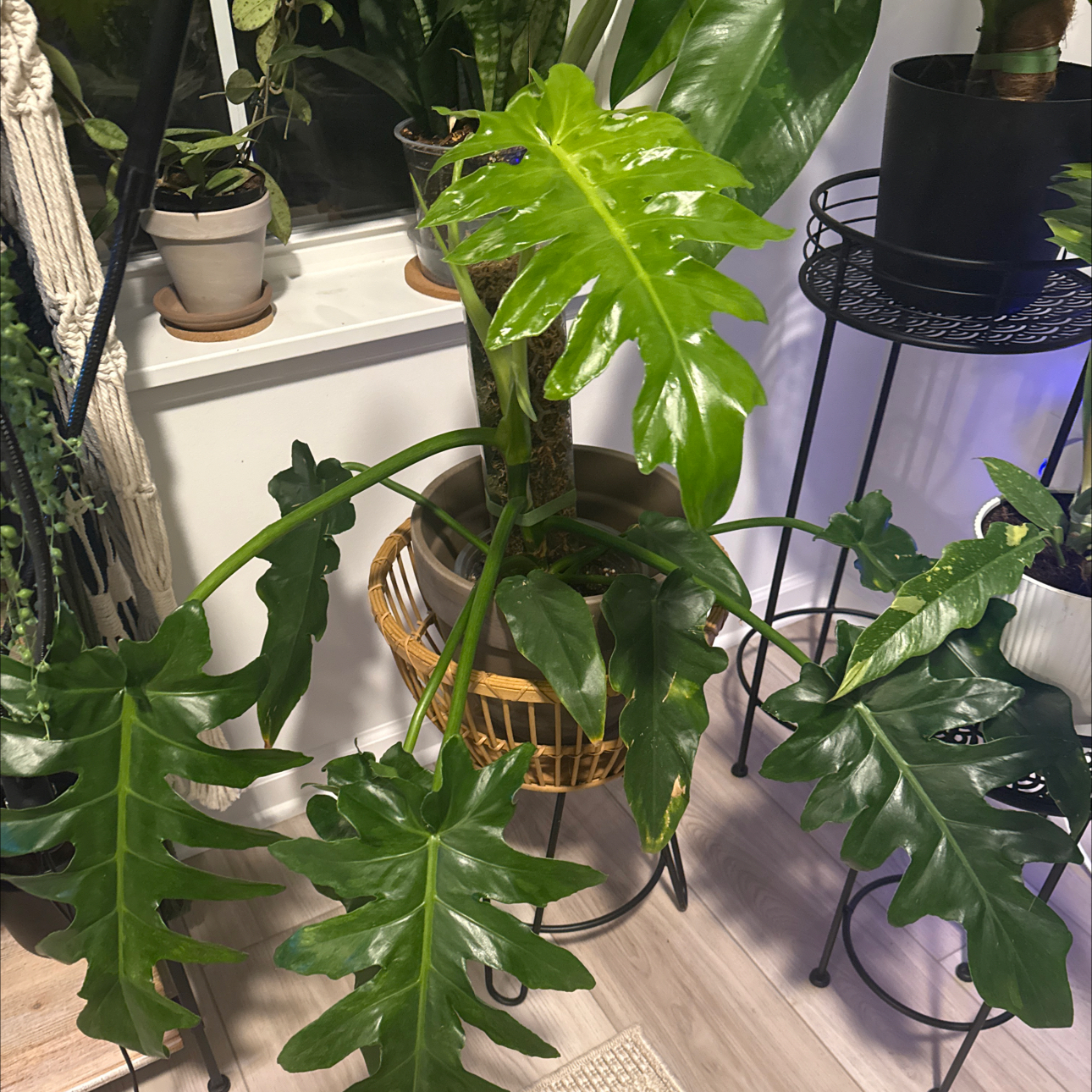 Photo of the plant species Philodendron Bob Cee by @BestRutabaga named Achilles on Greg, the plant care app
