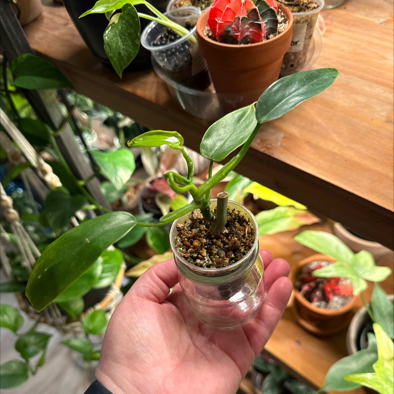 Photo of the plant species Philodendron Tripartitum by @BestRutabaga named Denali on Greg, the plant care app