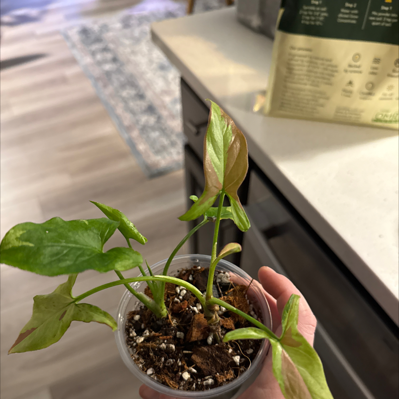 Photo of the plant species syngonium strawberry milk by @BestRutabaga named Syngonium Eclipse + Salmon on Greg, the plant care app