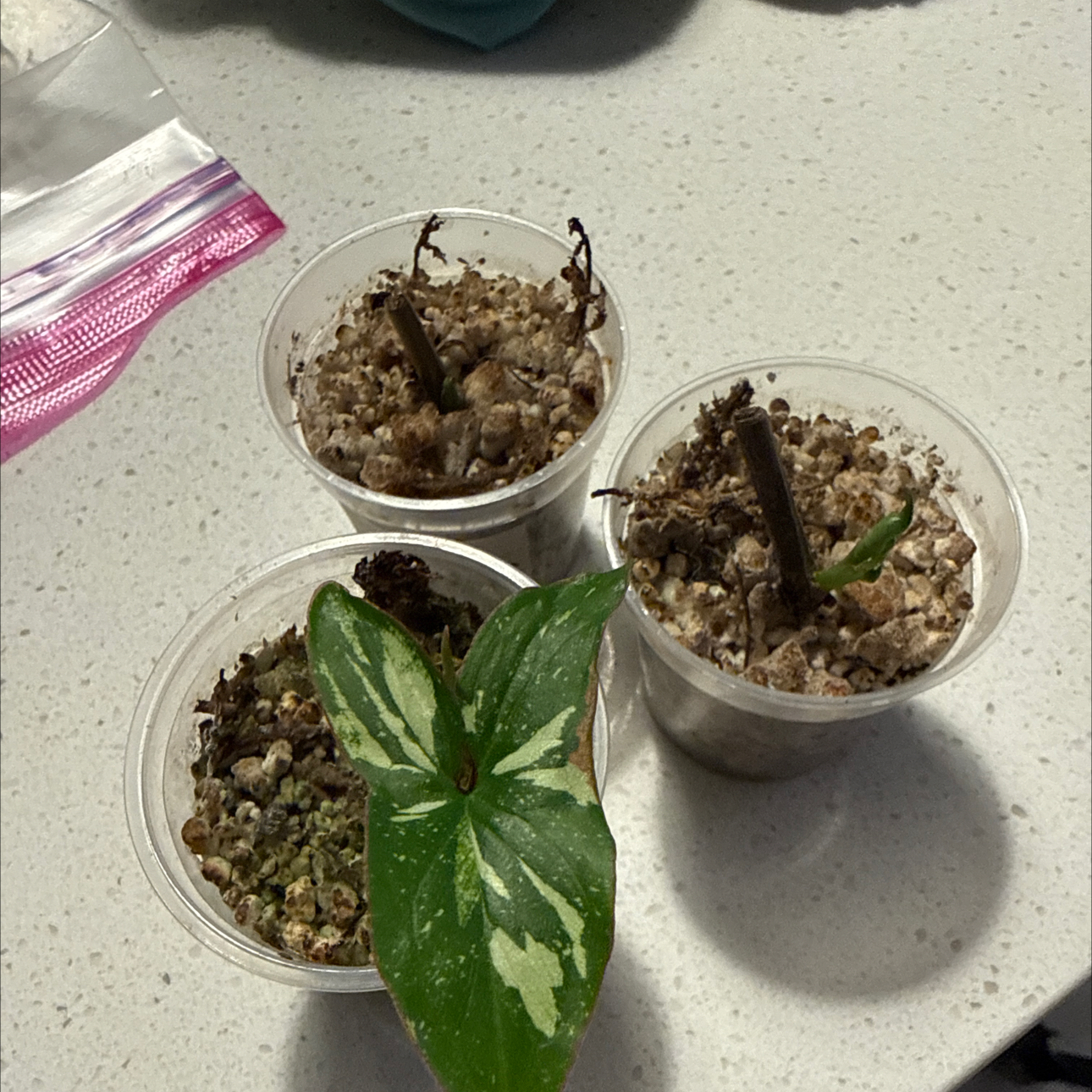 Photo of the plant species Syngonium by @BestRutabaga named Ulysses S Plant “activated nodes” on Greg, the plant care app