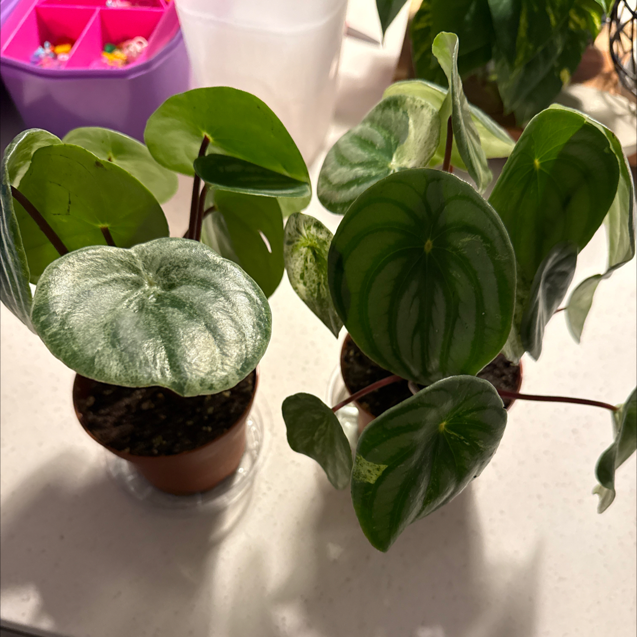 Photo of the plant species Peperomia 'Gold Dust' by @BestRutabaga named Kendall on Greg, the plant care app