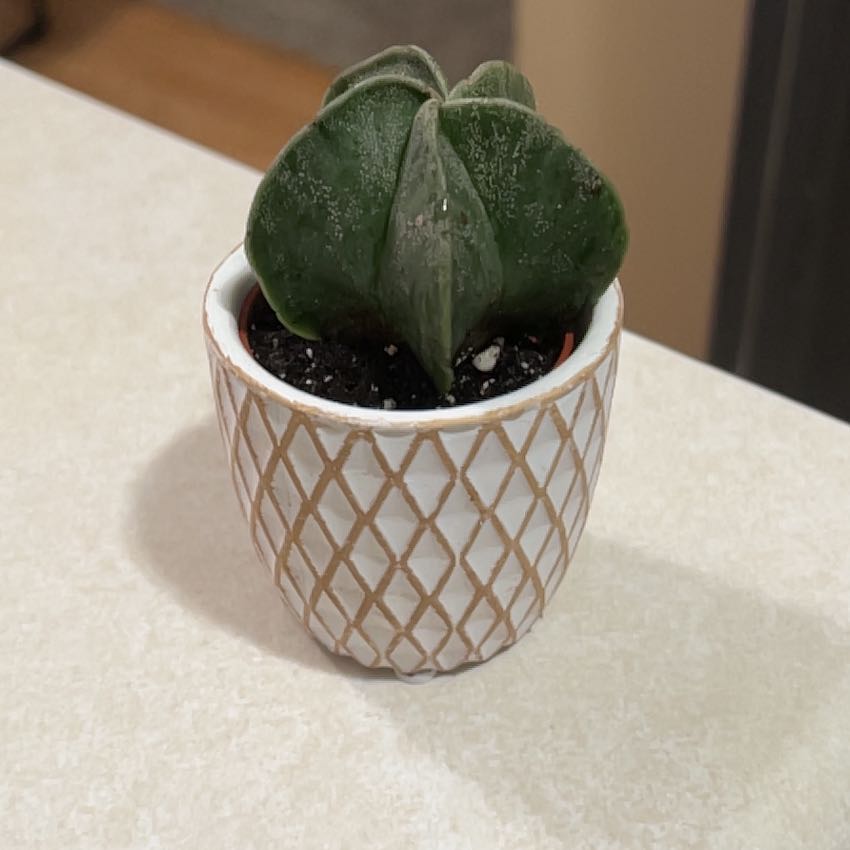 Photo of the plant species Deco Cactus by @BestRutabaga named Fernie Mercury on Greg, the plant care app