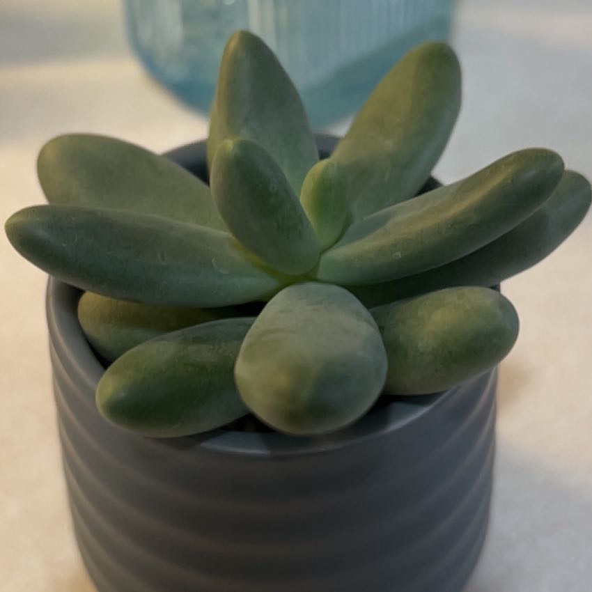 Photo of the plant species Pachyphytum fittkaui by @BestRutabaga named Queen on Greg, the plant care app