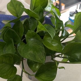 Plant care for Syngonium on Greg, the plant care app