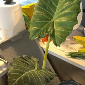 Photo of the plant species Elephant Ear 'Mayan Mask' by @BestRutabaga named Eva on Greg, the plant care app