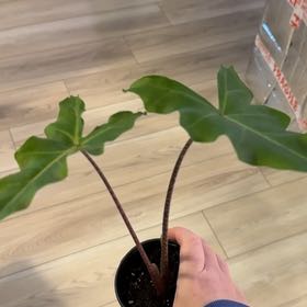 Photo of the plant species Golden Dragon by @BestRutabaga named Baesil on Greg, the plant care app