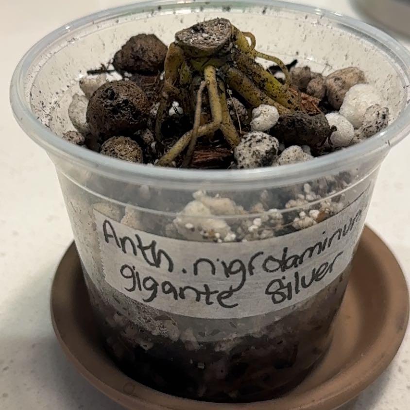 Photo of the plant species Anthurium Nigrolaminum Gigi by @BestRutabaga named Khaleesi “chonk” on Greg, the plant care app