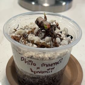 Photo of the plant species Philodendron mamei by @BestRutabaga named Doja Cat on Greg, the plant care app