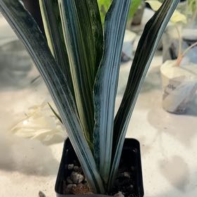 Photo of the plant species Sansevieria 'Bantel's Sensation' by @BestRutabaga named Achilles on Greg, the plant care app