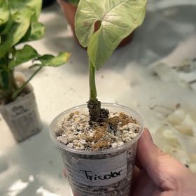 Photo of the plant species Syngonium by @BestRutabaga named Fernie Saunders on Greg, the plant care app