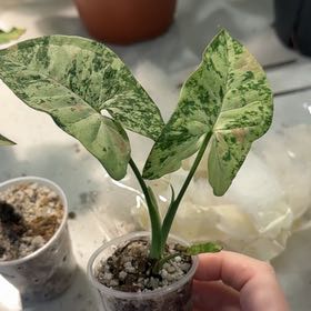 Photo of the plant species Syngonium by @BestRutabaga named Scarlett on Greg, the plant care app