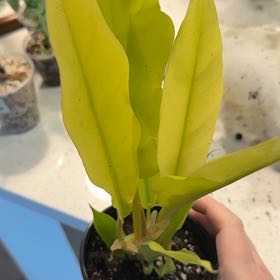 Photo of the plant species Philodendron 'Golden Saw' by @BestRutabaga named Kendall on Greg, the plant care app