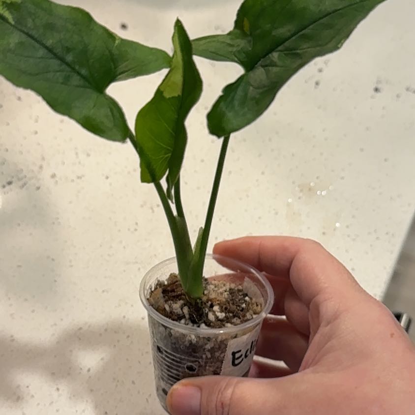 Photo of the plant species Syngonium Eclipse by @BestRutabaga named Leonardo on Greg, the plant care app