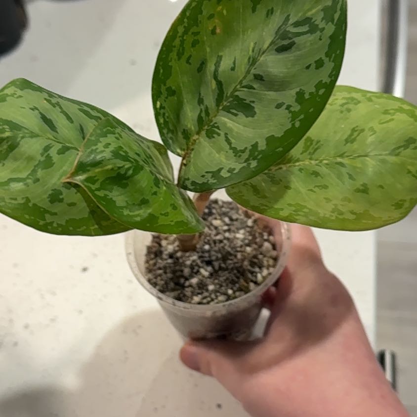 Photo of the plant species Aglaonema 'Green Papuma' by @BestRutabaga named Orwell on Greg, the plant care app