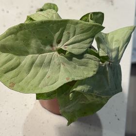 Photo of the plant species syngonium strawberry milk by @BestRutabaga named Mollie on Greg, the plant care app