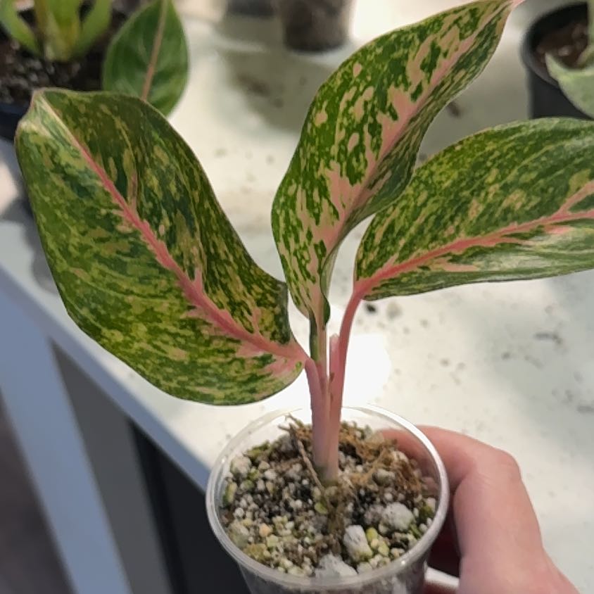 Photo of the plant species Aglaonema 'Favonian' by @BestRutabaga named Khaleesi on Greg, the plant care app