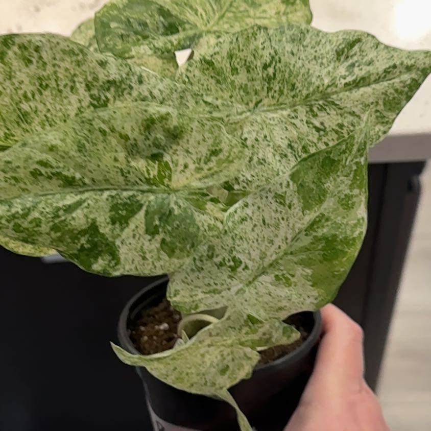 Photo of the plant species Alocasia Batik 'Blizzard' by @BestRutabaga named Gomez on Greg, the plant care app