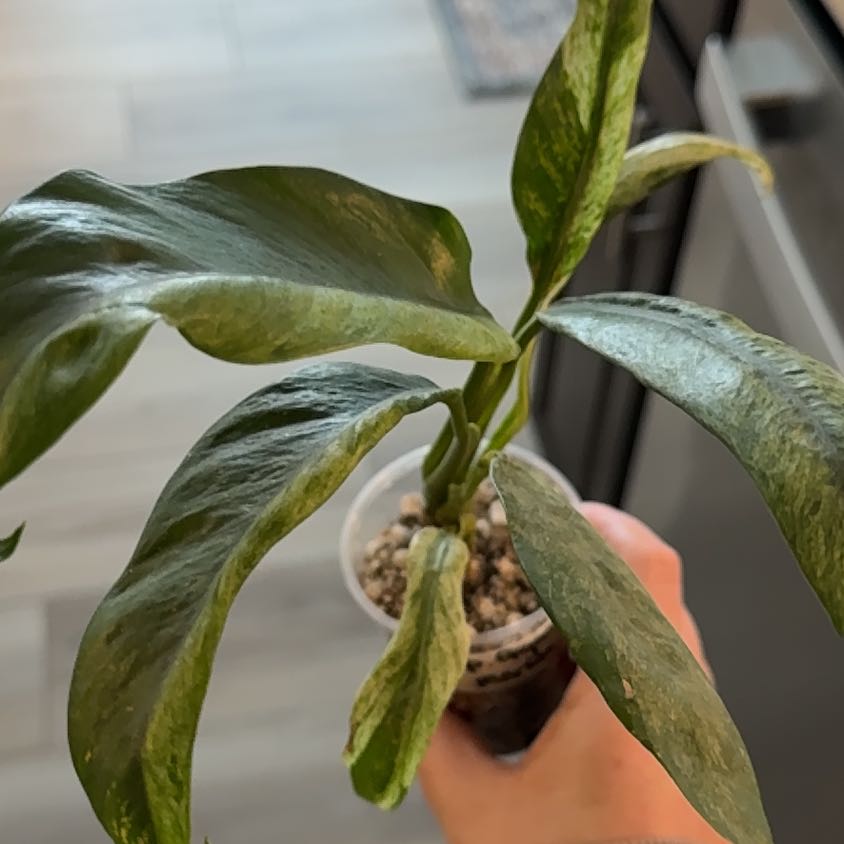 Photo of the plant species Epipremnum giganteum by @BestRutabaga named Morgan Treeman on Greg, the plant care app