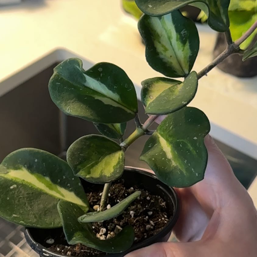 Photo of the plant species Hoya Obovata Variegated by @BestRutabaga named Oscar on Greg, the plant care app