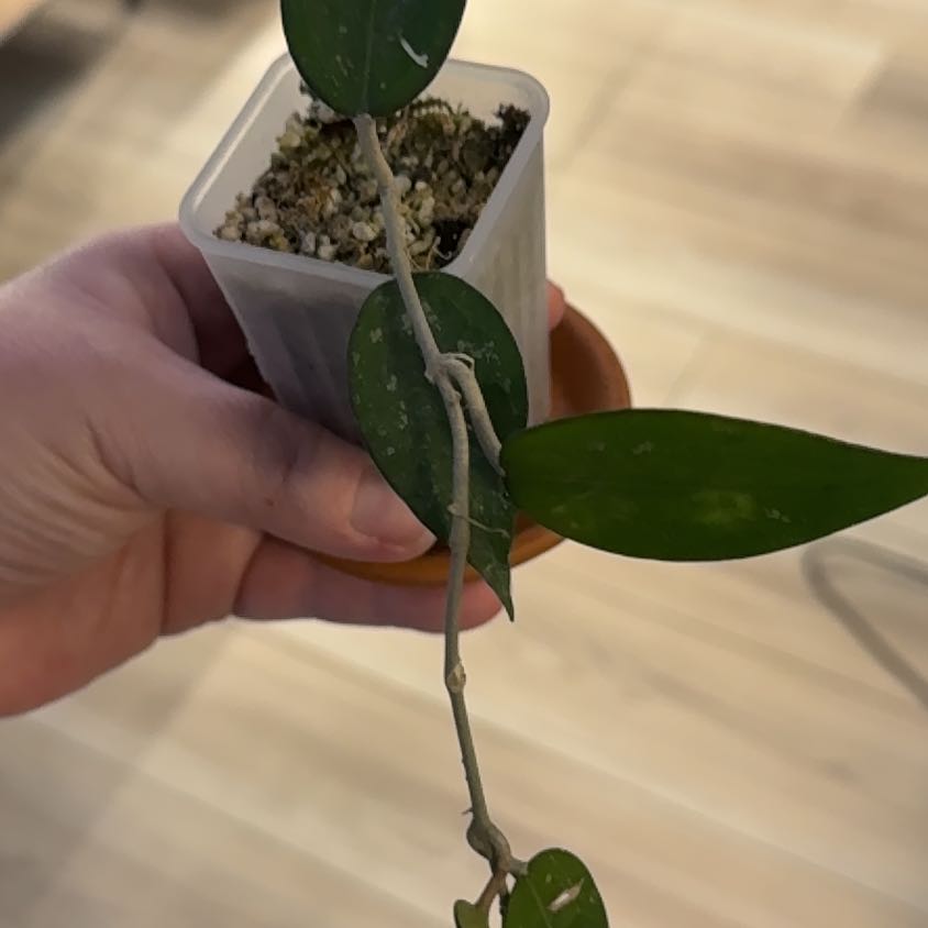 Photo of the plant species Hoya parasitica 'Black Margin' by @BestRutabaga named Ronaldo on Greg, the plant care app