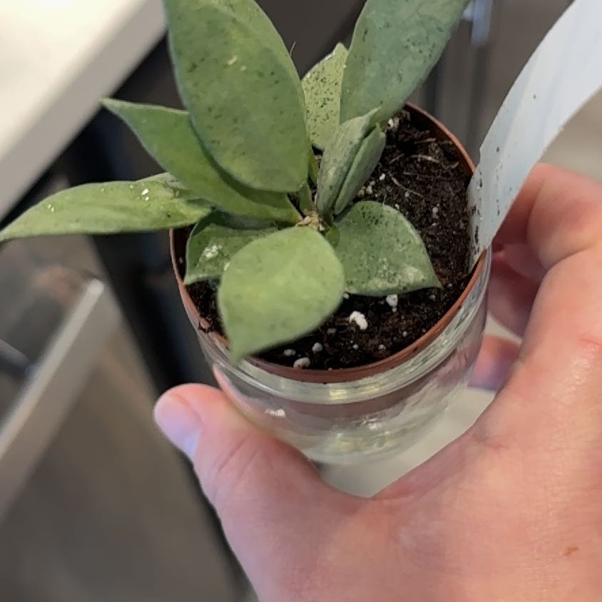 Photo of the plant species Hoya Lacunosa 'Louisa's Silver' by @BestRutabaga named Ulysses S Plant on Greg, the plant care app