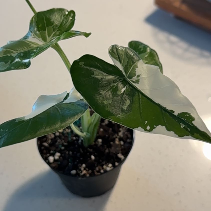 Photo of the plant species Alocasia Okinawa Silver by @BestRutabaga named Baesil on Greg, the plant care app