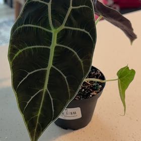 Photo of the plant species Alocasia Watsonia by @BestRutabaga named Denali on Greg, the plant care app