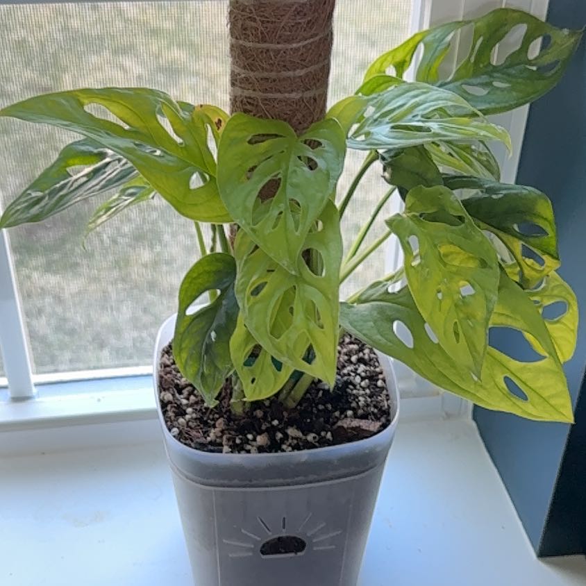 Photo of the plant species Aurea Swiss Cheese Plant by @BestRutabaga named Kesha on Greg, the plant care app