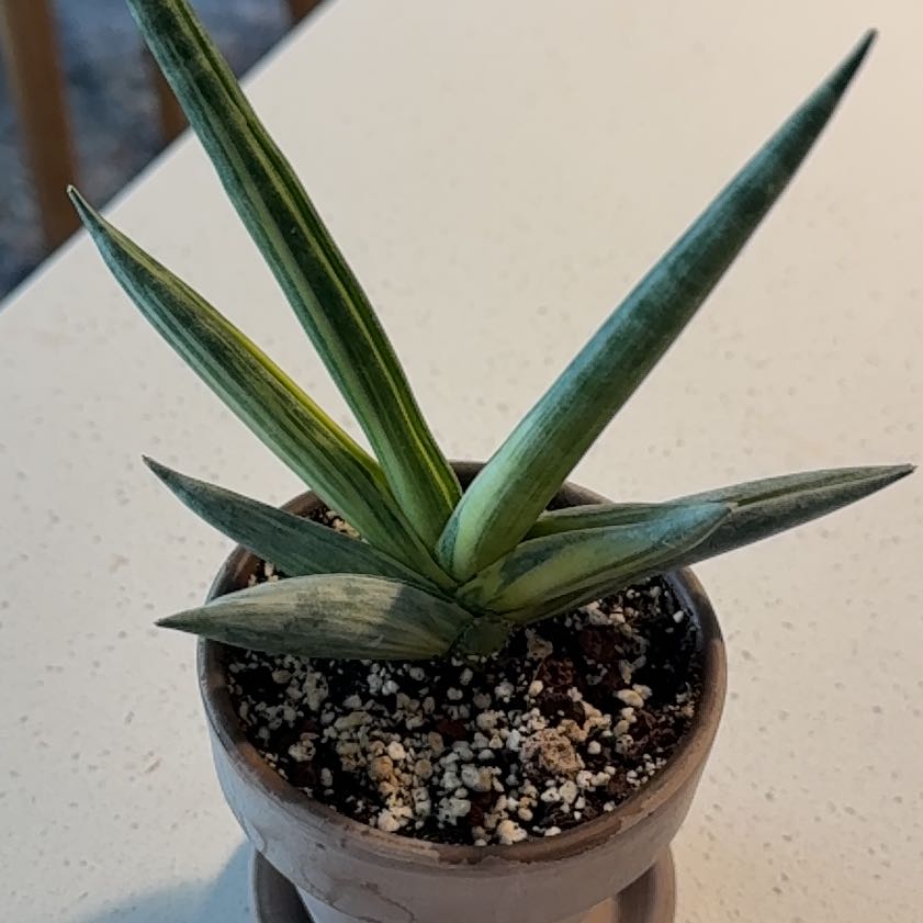 Photo of the plant species Sansevieria Starfish Variegated by @BestRutabaga named Lavender on Greg, the plant care app