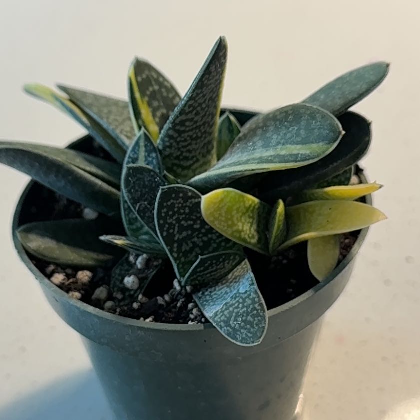 Photo of the plant species Variegated Gasteria by @BestRutabaga named Kardashian on Greg, the plant care app
