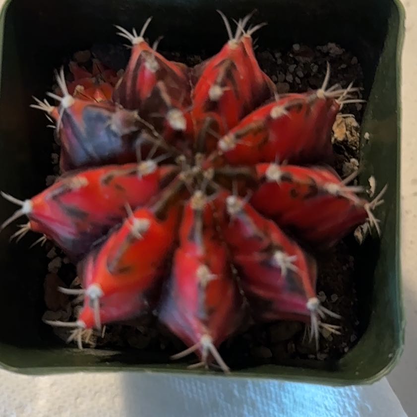 Photo of the plant species Gymnocalycium album by @BestRutabaga named Delilah on Greg, the plant care app