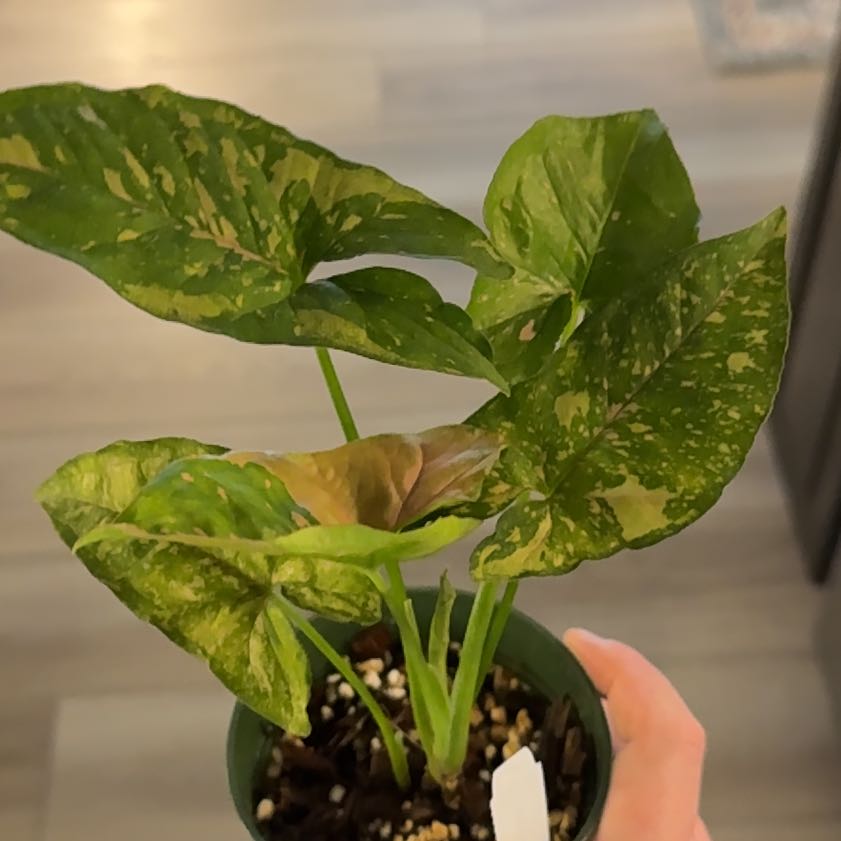 Photo of the plant species Syngonium Pink Allision by @BestRutabaga named Osmo on Greg, the plant care app