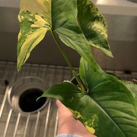 Photo of the plant species Syngonium aurea by @BestRutabaga named Rosa on Greg, the plant care app