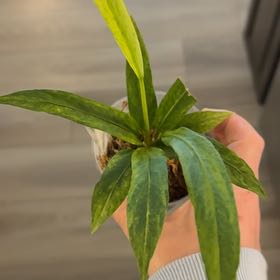 Photo of the plant species Variegated Anthurium Vittarifolium by @BestRutabaga named Kendall on Greg, the plant care app