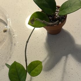 Photo of the plant species Porcelain Flower by @BestRutabaga named Apollo on Greg, the plant care app