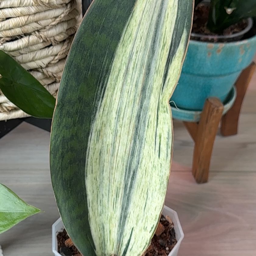 Photo of the plant species Variegated Whale Fin by @BestRutabaga named Morgan Treeman on Greg, the plant care app