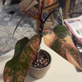 Photo of the plant species Strawberry Shake Philodendron by @BestRutabaga named Diana on Greg, the plant care app