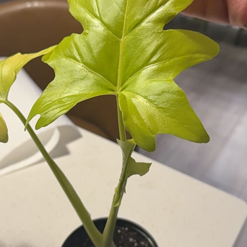 Photo of the plant species Philadendron warscewiczii aurea by @BestRutabaga named Kylie on Greg, the plant care app