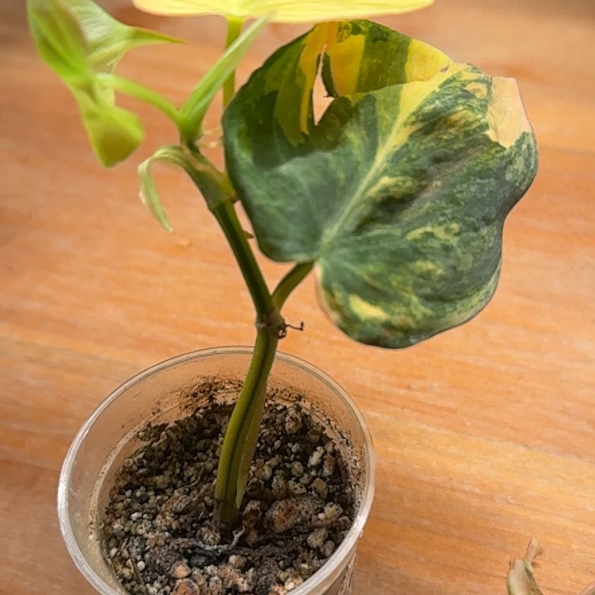 Photo of the plant species Variegated Philodendron Micans Aurea by @BestRutabaga named Wall-E on Greg, the plant care app