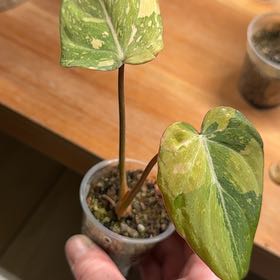 Photo of the plant species Variegated Philodendron gloriosum by @BestRutabaga named Captain Plant-it on Greg, the plant care app