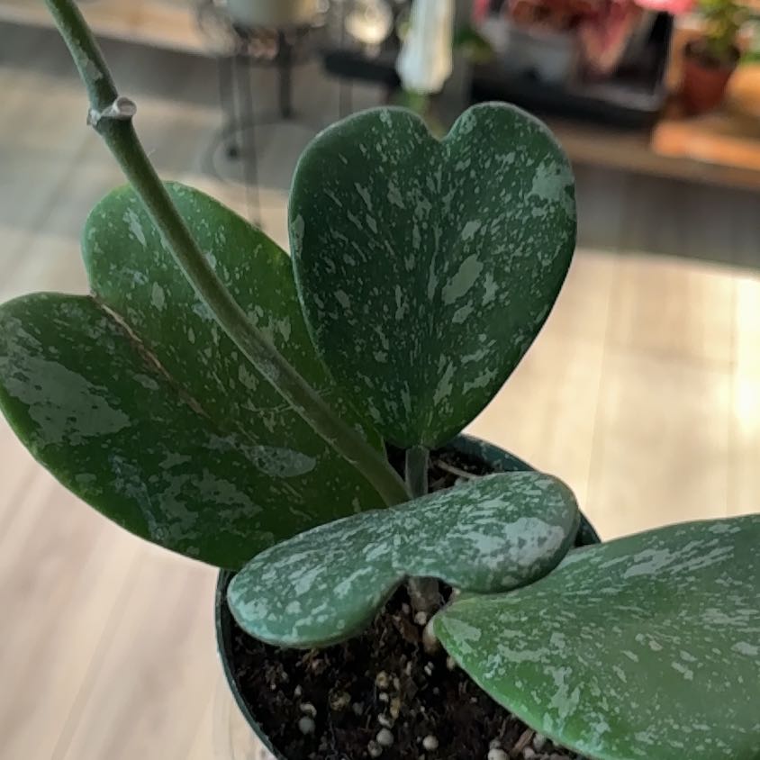 Photo of the plant species Splash Sweetheart Hoya by @BestRutabaga named Ulysses S Plant on Greg, the plant care app