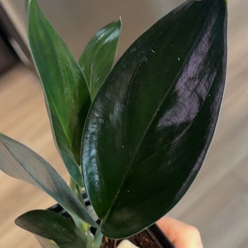 Photo of the plant species Scindapsis by @BestRutabaga named Queen on Greg, the plant care app